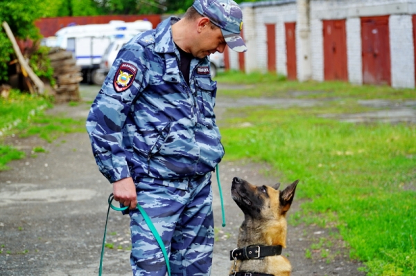 В Курганской области служебные собаки помогли раскрыть 50 преступлений В Курганской области служебные собаки помогли раскрыть 50 преступлений