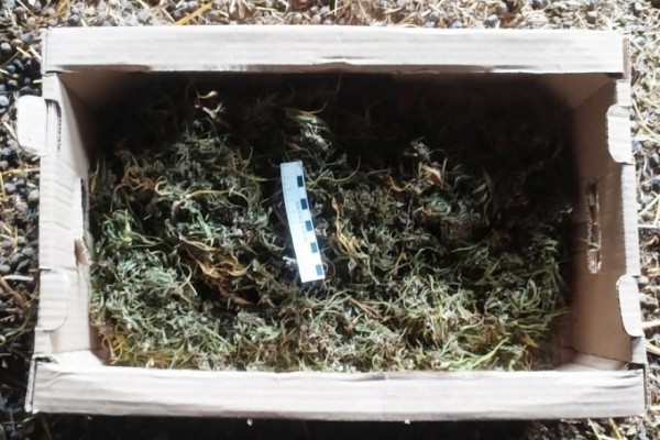 Зауралец хранил более 1,5 килограммов конопли Зауралец хранил более 1,5 килограммов конопли