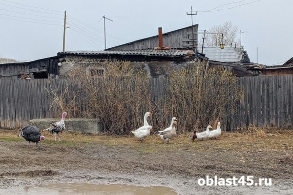 Зауральцам рассказали, как не допустить распространения болезней у птиц