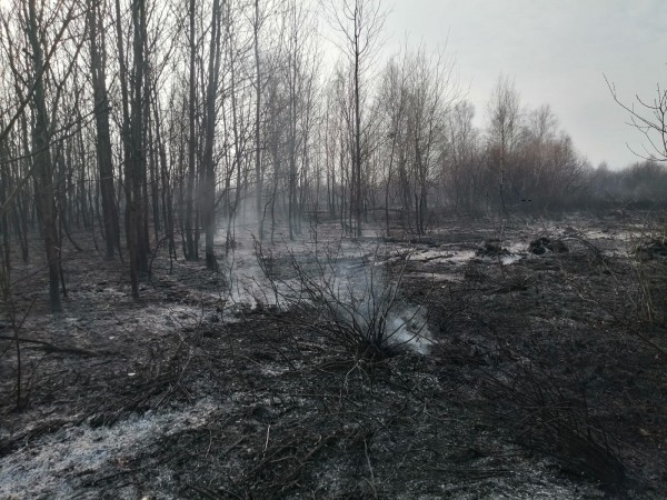 Районы Курганской области в дыму