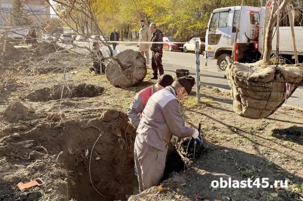 В курганском Горсаду появились татарские клёны