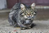 
											В Кургане началось строительство приюта для бездомных животных									