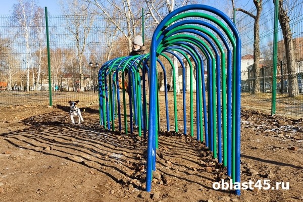 Курганцы выгуливают собак на новой площадке в центре города