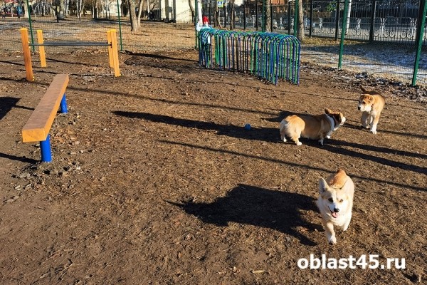 Курганцы выгуливают собак на новой площадке в центре города