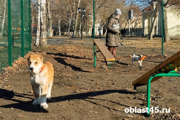 Курганцы выгуливают собак на новой площадке в центре города