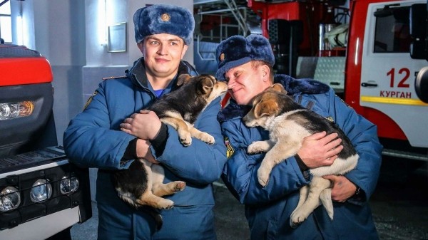 Два щенка из "подозрительной" коробки в Кургане остались жить в пожарно-спасательной части