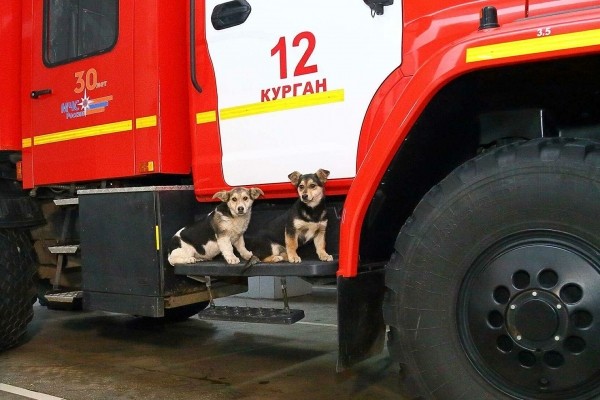 Два щенка из "подозрительной" коробки в Кургане остались жить в пожарно-спасательной части