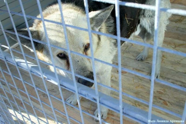 В Кургане начал работать муниципальный приют для животных В Кургане начал работать муниципальный приют для животных