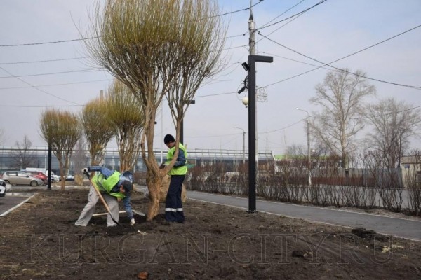В Кургане появились шаровидные ивы