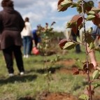 
											В Курганской области высадили яблоневую аллею в память о героически погибшем в ходе спецоперации на Украине сержанте Николае Железняке									