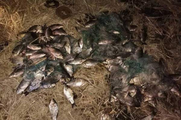 Дорогая рыбалка: зауральцев оштрафовали за незаконную ловлю карася