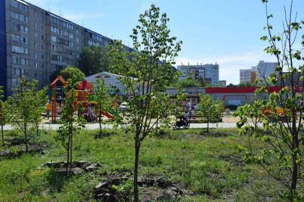 В Кургане вырубят опасные деревья и высадят новые