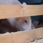 
											Крестовско-Ивановская ярмарка встретила гостей со всей Курганской области и других регионов									