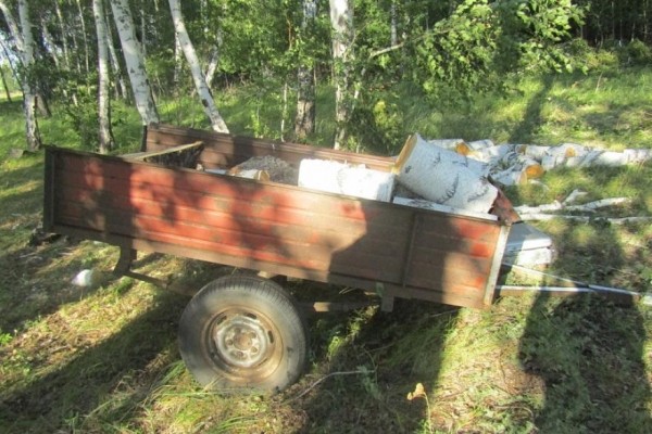 В Курганской области мужчина спилил берёз на десятки тысяч рублей В Курганской области мужчина спилил берёз на десятки тысяч рублей