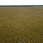 
											Губернатор Вадим Шумков: Главные герои уборочной кампании - ребята, которые своими руками вырастили и убирают урожай									