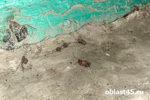 В Кургане жильцы поссорились с пекарями из-за тараканов В Кургане жильцы поссорились с пекарями из-за тараканов