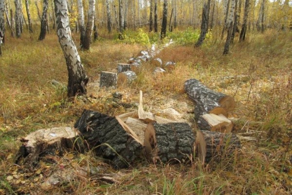 В Зауралье задержали «берёзовых» браконьеров В Зауралье задержали «берёзовых» браконьеров
