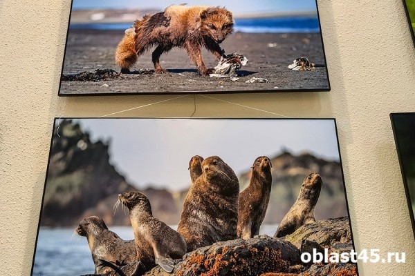 В Кургане открылась выставка &laquo;фанатичных экологов&raquo;