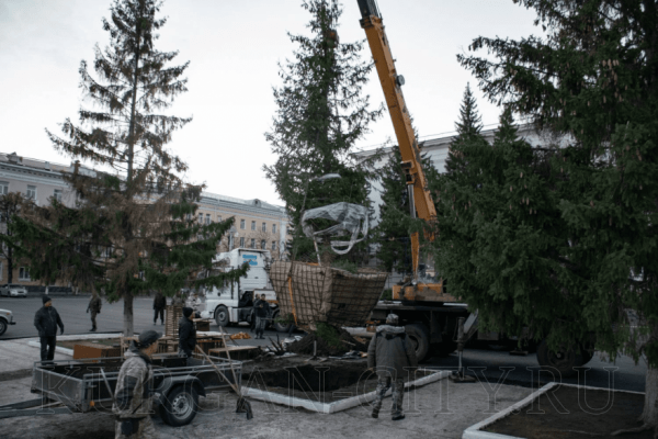 В центре Кургана высадили ель
