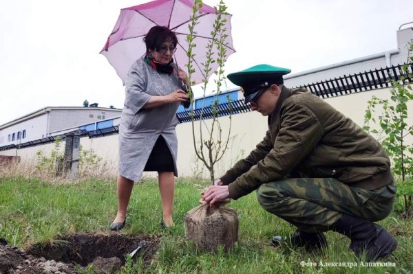 На Увале появилась семейная аллея тополей