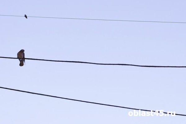 В Кургане сотни домов останутся без света из-за работы на электросетях