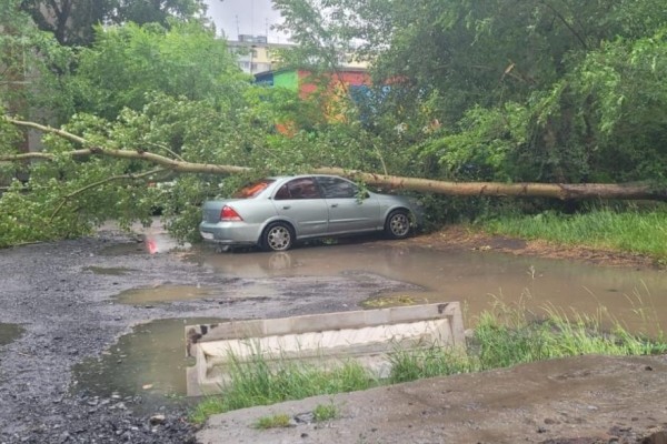 Возле курганской школы дерево упало на припаркованный автомобиль Возле курганской школы дерево упало на припаркованный автомобиль