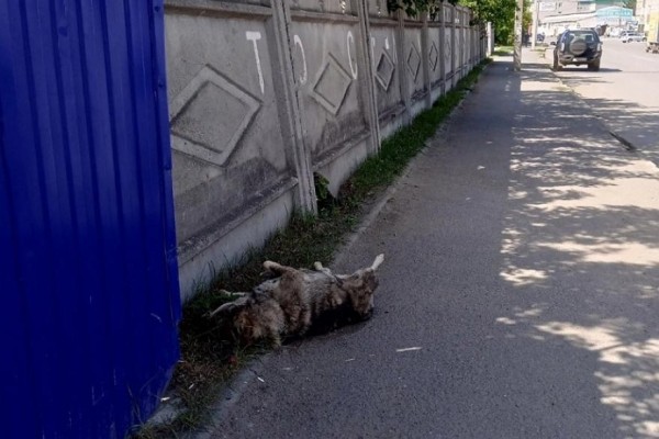 В Кургане с прошлой недели на тротуаре лежит труп собаки