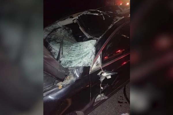 В Зауралье лесные животные все чаще попадают в ДТП В Зауралье лесные животные все чаще попадают в ДТП