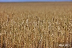 Курганские власти назвали сроки окончания сбора зерна