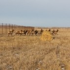 В Курганской области создаётся первое мараловодческое хозяйство
В Курганской области создаётся первое мараловодческое хозяйство