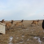 В Курганской области создаётся первое мараловодческое хозяйство
В Курганской области создаётся первое мараловодческое хозяйство