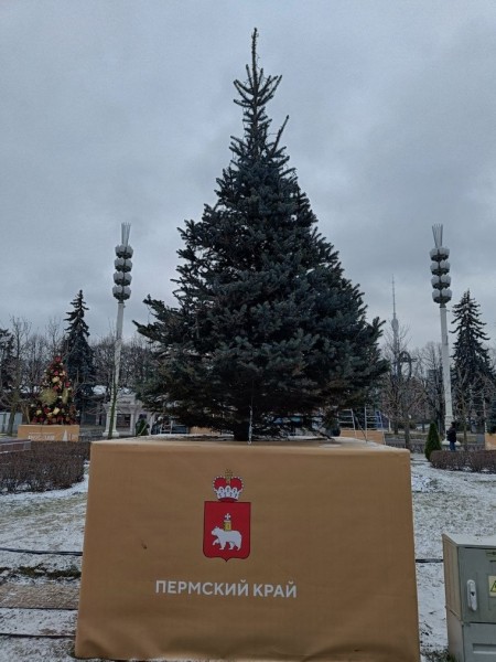 Елки стали шуточным показателем благополучия регионов на выставке «Россия». Фото Елки стали шуточным показателем благополучия регионов на выставке «Россия». Фото