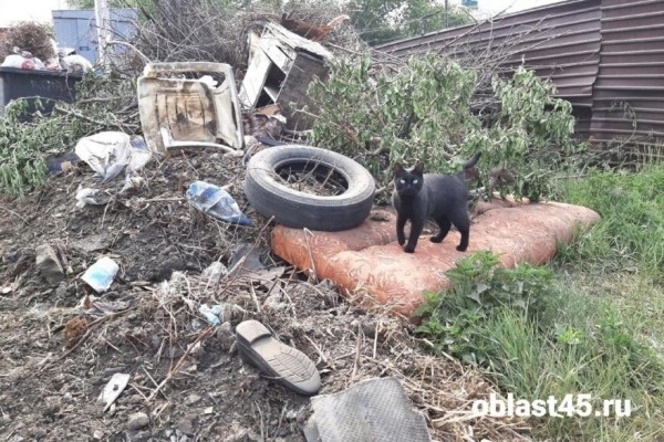 Глава Кургана обозначила одну из самых острых городских проблем Глава Кургана обозначила одну из самых острых городских проблем
