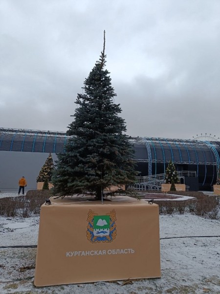 Елки стали шуточным показателем благополучия регионов на выставке «Россия». Фото Елки стали шуточным показателем благополучия регионов на выставке «Россия». Фото