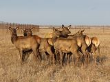 В Курганской области создаётся первое мараловодческое хозяйство
В Курганской области создаётся первое мараловодческое хозяйство