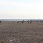 В Курганской области создаётся первое мараловодческое хозяйство
В Курганской области создаётся первое мараловодческое хозяйство