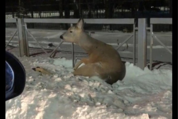 Косули попадают под машины на улицах Шадринска Косули попадают под машины на улицах Шадринска