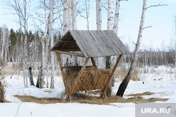 Курганский эксперт раскрыл, чем можно подкармливать косуль-мигрантов