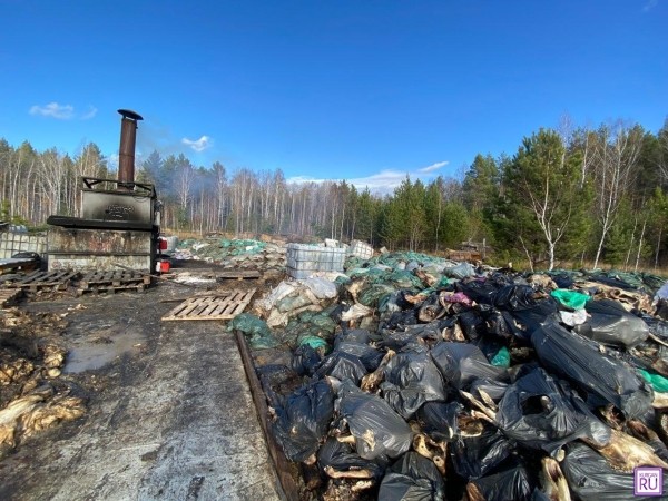 В лесу Курганской области убирают свалку биологических отходов