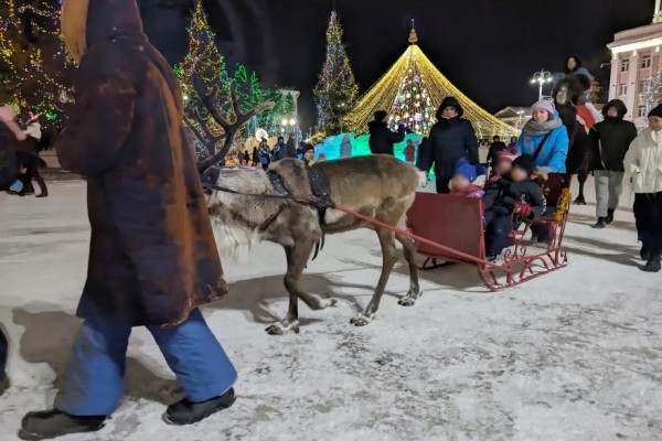 Прокат животных на площади Кургана отчасти организован нелегально Прокат животных на площади Кургана отчасти организован нелегально