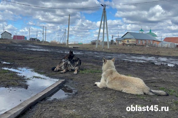 По самую крышу: в Кургане топит Черёмухово и садоводство &laquo;Тюльпан&raquo;