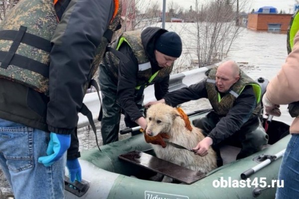 В муниципальном приюте Кургана после паводка ещё живут 50 животных 
