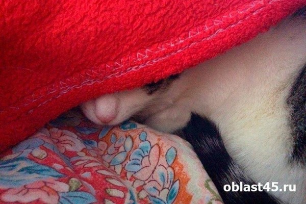 В некоторых домах Кургана снова включат отопление
