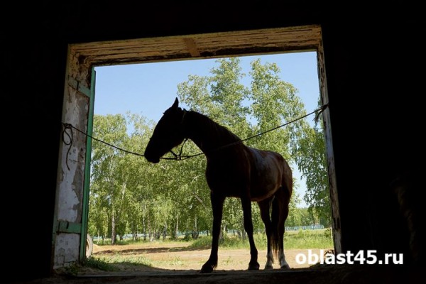 На Курганском ипподроме открыли беговой сезон