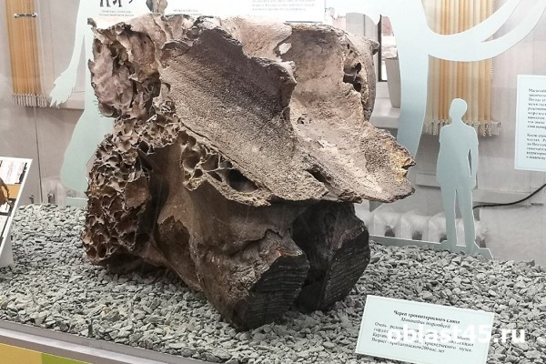 Мамонт, которому 200 тысяч лет: курганцев знакомят с научной сенсацией Мамонт, которому 200 тысяч лет: курганцев знакомят с научной сенсацией