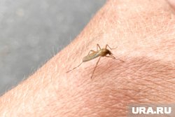 Нашествие кровососущих: курганцев атакует большое количество насекомых Нашествие кровососущих: курганцев атакует большое количество насекомых