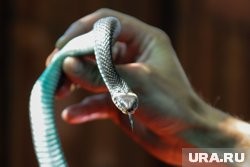 Жителям Курганской области рассказали, как обезопасить дачные участки от змей Жителям Курганской области рассказали, как обезопасить дачные участки от змей