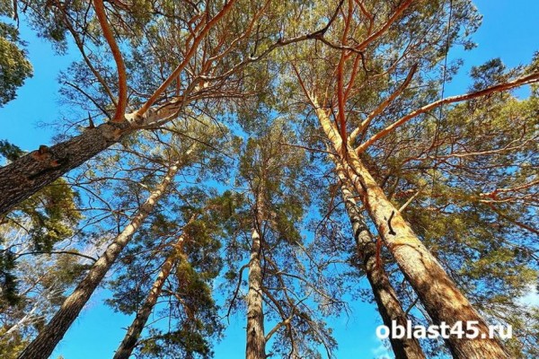В Зауралье нашли женщину, которая ушла в лес за грибами и заблудилась В Зауралье нашли женщину, которая ушла в лес за грибами и заблудилась