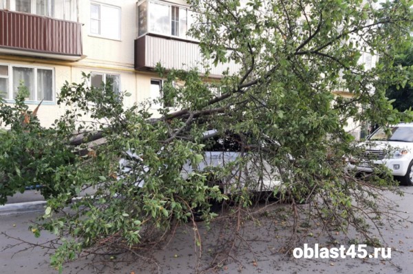 В центре Кургана на иномарку упало дерево 