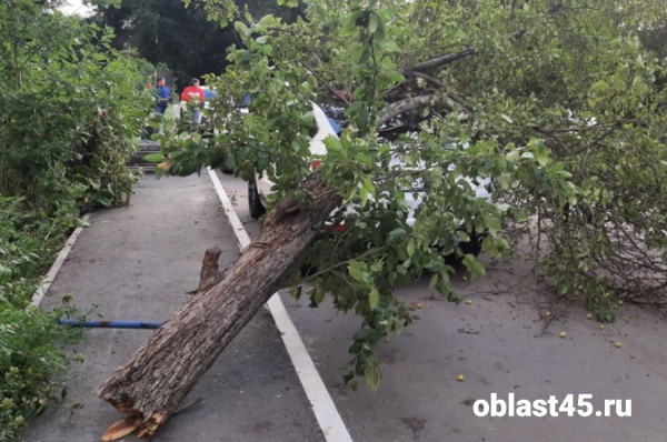 В центре Кургана на иномарку упало дерево 